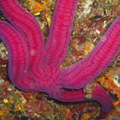 Buceo - profundidades de Elba